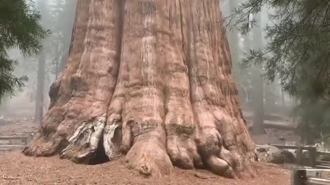 World biggest tree
