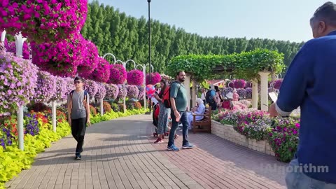 Dubai Miracle garden | Dubai Miracle garden full with flowers.