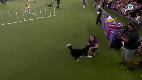 Best of 2022 Masters Agility Championships from Westminster Kennel Club | FOX Sports