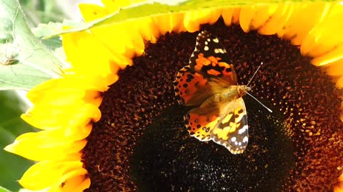 Butterflies flying in slow motion HD like you've never seen before