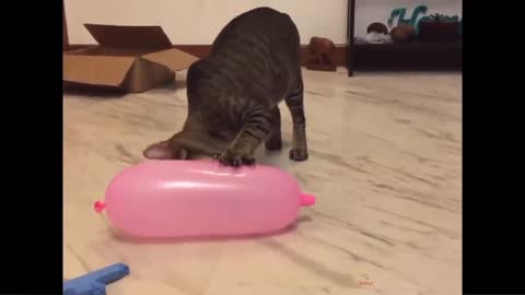 Video funny cats playing