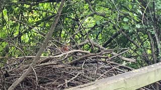 Pinkish Cardinal fledgling