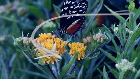 Butterfly Animal Feeding Nectar Flower