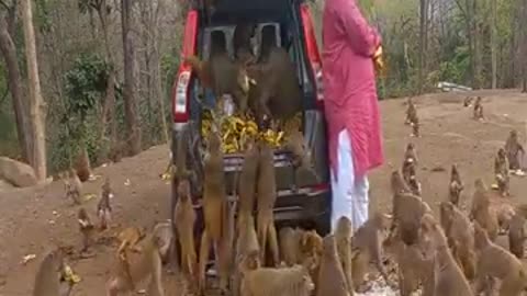 Man brings food for hungry monkeys