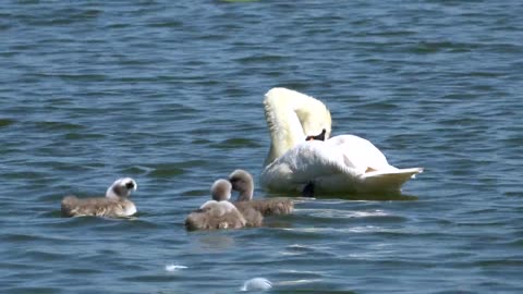 Swan and her children doing fun