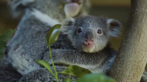 Most precious Koala Joey moments ever! -13