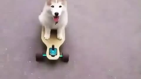 Hilarious puppy on skating