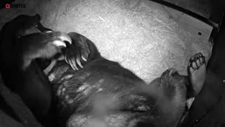 Heart-warming footage shows the first sun bear cub ever to be born in the UK