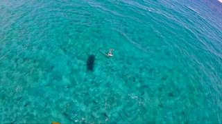 Kitesurfing with Hundreds of Sharks