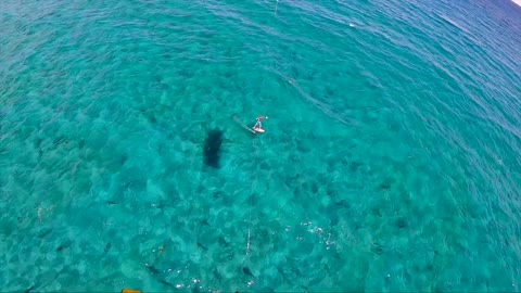 Kitesurfing with Hundreds of Sharks