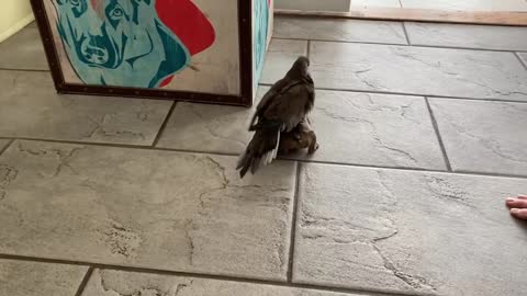 Lovely Dove and An Alfie are forming an adorable friendship