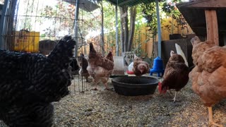 Backyard Chickens Chickens Clucking Sounds Noises Hens Clucking Roosters Crowing!