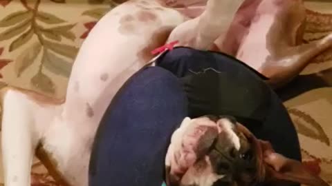 Boxer does not enjoy the cone of shame.