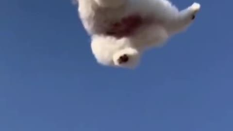 Very cute dog flying