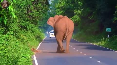 Best Elephant Chasing Short Clip On Blacktop Road.