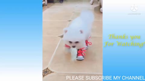 Cute Funny Cats and Dogs Life Cat And Dog Owners Are The Best Friends Videos.