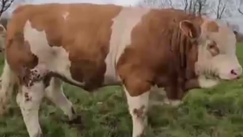 Big Cow my YouTube