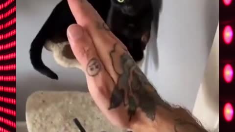 Cute Cat Martial Art Guru