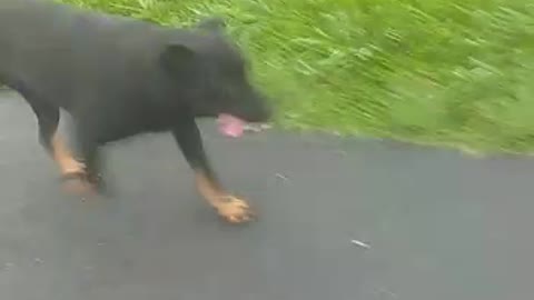 Dog rex walk