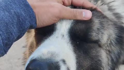 Cuddling a beast Dog