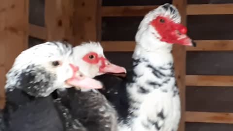 Our Beautiful Muscovy Ducks & Geese