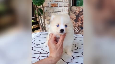 MICRO TEACUP PUPPIES