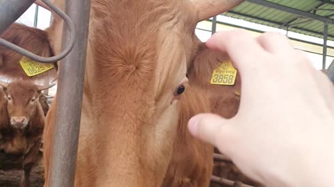 Me getting scared when a cow attempted to lick my hand