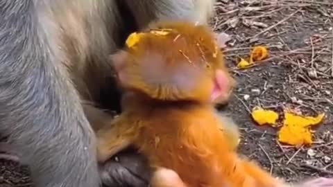 monkey mother fell baby monkey