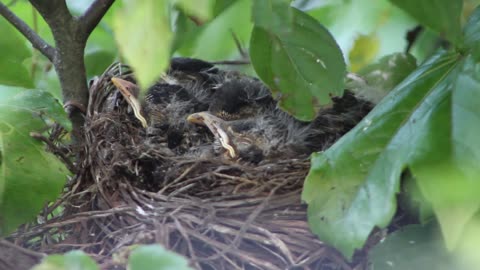 Birds Nest tree