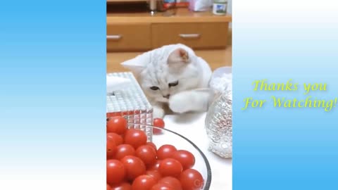 Cat Gets A Cherry Tomato
