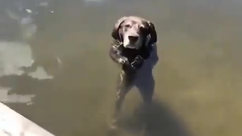 Dog standing in water