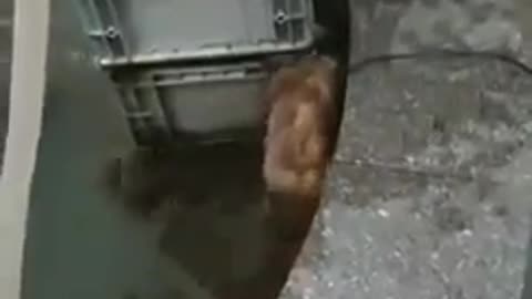 Hero dog saved his cat friend from water