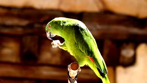 #Singing Talking Laughing Funny Smart Clever #Parrots Viral Video Compilations