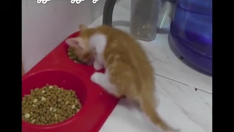 Little orange cat having dinner