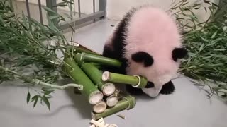 Happy Lunar New Year little Panda 👍🙏