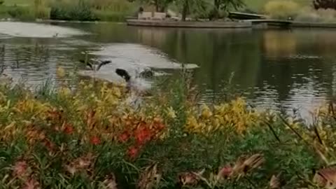 Ducks land together