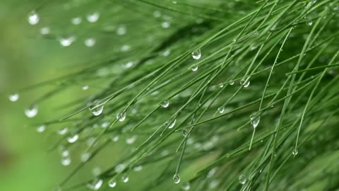 Pine Needle Tea