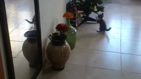 Gatitos graciosos!!! Échale un vistazo!!