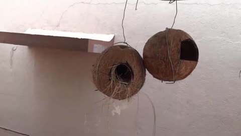 Sparrow bird nest in coconut shell