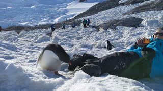 Antarctic Selfie with a Baby Gentoo Penguin