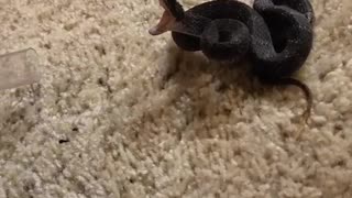 Venomous Viper is Very Irritated