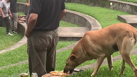 Sneaky Pup Snags Pizza
