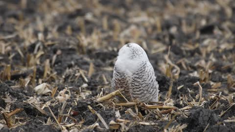 Wild Snowy Owl