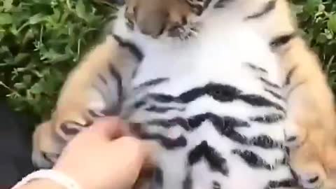 Fofinho filhote de Tigre brincando