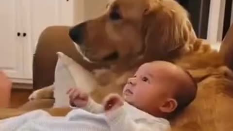 nice friendship between dog and Baby