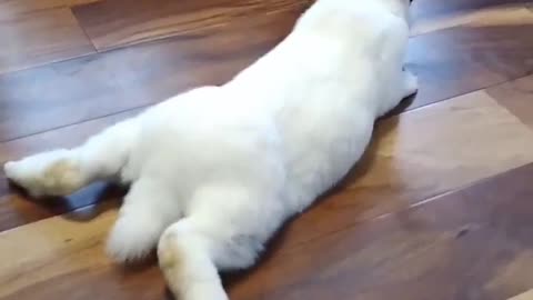 Bunny slip slidin' away