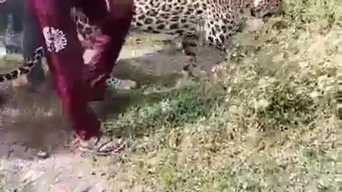 Leopard gets consious after drinking wine