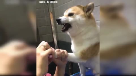 cute dog doing the nails