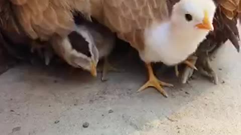 Amazing chicken
