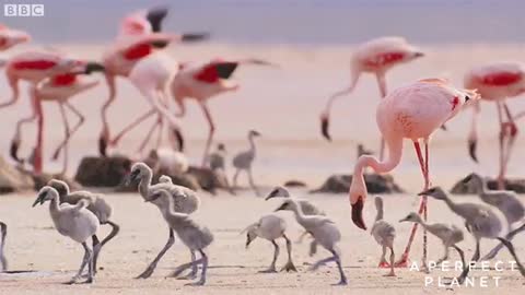 Video of the Day _ Flamingos on A Perfect Planet